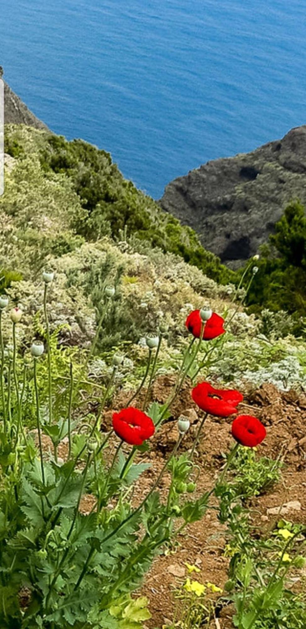 The Poppies Guest House - 100M Ocean - Private Spaces Канделарія Екстер'єр фото