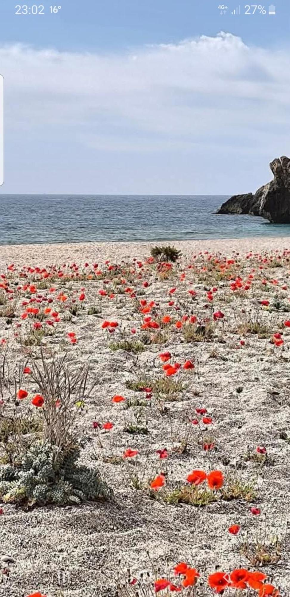 The Poppies Guest House - 100M Ocean - Private Spaces Канделарія Екстер'єр фото